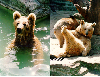 bears.jpg (209328 bytes)