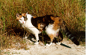 diva.jpg (116971 bytes)