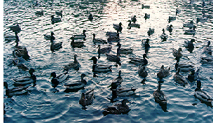 ducks.jpg (116783 bytes)
