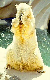 polar.jpg (106673 bytes)